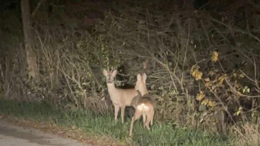 Vladimir kod Nove Varoši nasred puta video uplašenu srnu: Neverovatan susret - kapa dole za ono što je uradio
