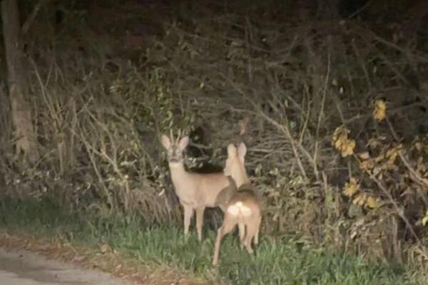 Vladimir kod Nove Varoši nasred puta video uplašenu srnu: Neverovatan susret - kapa dole za ono što je uradio