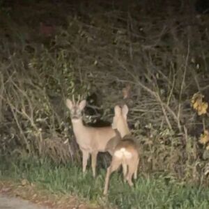 Vladimir kod Nove Varoši nasred puta video uplašenu srnu: Neverovatan susret - kapa dole za ono što je uradio