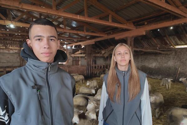 Željana i Teodor ustaju ranom zorom, gaje 500 ovaca i sve postižu - ne beže od posla: Oni su ponos svojih roditelja