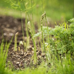 Trošak je mali, zarada je velika i to Srbi znaju! Masovno gaje ovo luksuzno povrće jer ga svi ipak kupuju