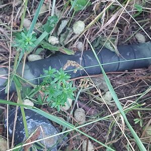 Ako vidite nešto sumnjivo odmah prijavite i nikako ne dirajte: Načelnik uputio važan apel, horor u Kosovskoj ulici!