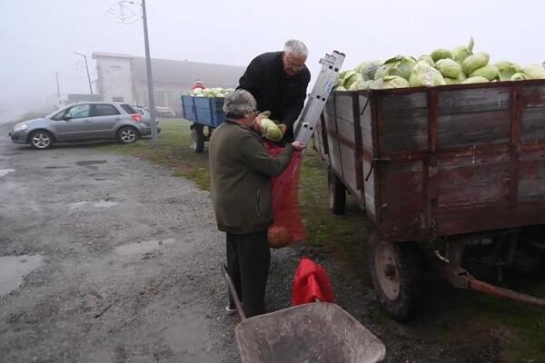 Poljoprivrednik podelio 10 tona kupusa! Zbog ovoga se odlučio da sve izdeli DŽABE, ceo Balkan u šoku! (VIDEO)