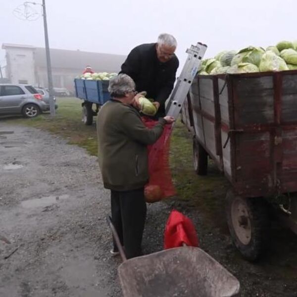 Poljoprivrednik podelio 10 tona kupusa! Zbog ovoga se odlučio da sve izdeli DŽABE, ceo Balkan u šoku! (VIDEO)