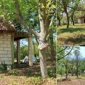 Prodaju se 2 vikendice na Fruškoj gori za top cenu: Lokacija san snova, bolja ponuda ne postoji