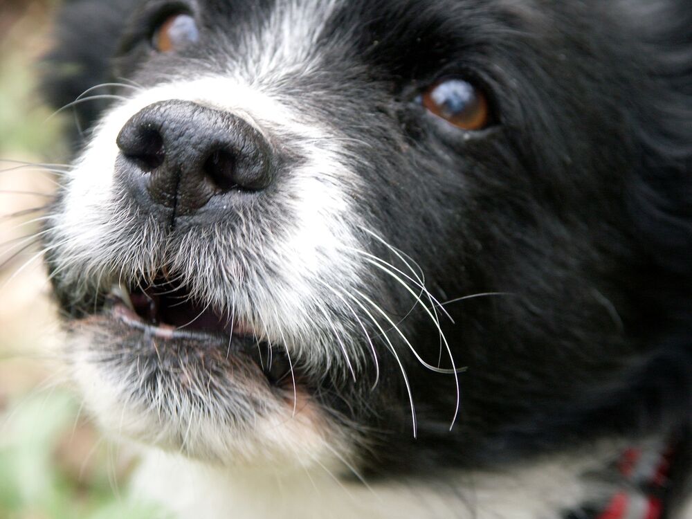 Pas, Kuče, Ljubimac