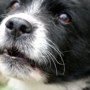 JEDAN PRATI ČOVEKA DO WC, A DRUGI IGNORIŠE! Ne vole svi psi maženje - sve zavisi od RASE, EVO KAKO POKAZUJU LJUBAV