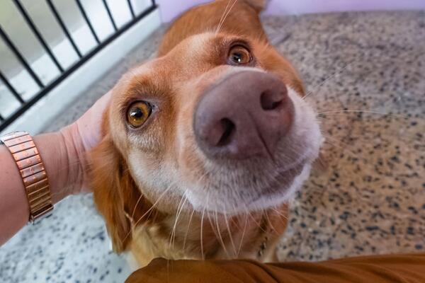 JEDAN PRATI ČOVEKA DO WC, A DRUGI IGNORIŠE! Ne vole svi psi maženje - sve zavisi od RASE, EVO KAKO POKAZUJU LJUBAV