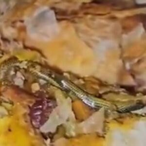 NIJE ZA ONE SA SLABIM STOMAKOM! Žena pronašla ZMIJU U PECIVU IZ PEKARE, od prizora će vam POZLITI (VIDEO)