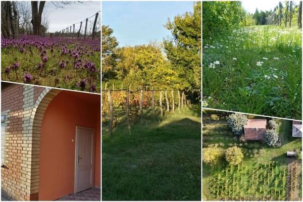 Na prodaju salaš po jako povoljnoj ceni! Uz njega dobijate neprskane voćnjake i vinograde, čak 30 sorti grožđa!