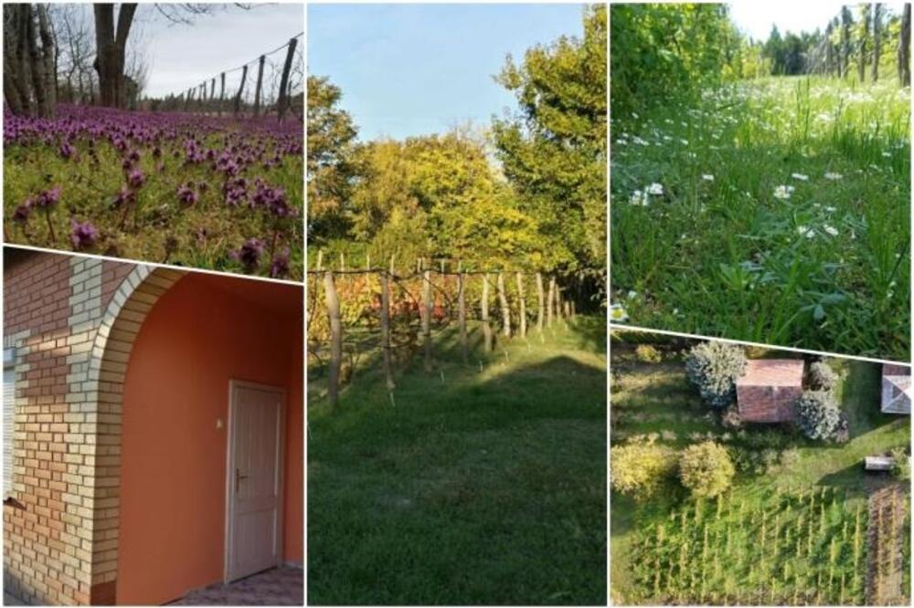 Na prodaju salaš po jako povoljnoj ceni! Uz njega dobijate neprskane voćnjake i vinograde, čak 30 sorti grožđa!