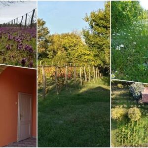 Na prodaju salaš po jako povoljnoj ceni! Uz njega dobijate neprskane voćnjake i vinograde, čak 30 sorti grožđa!