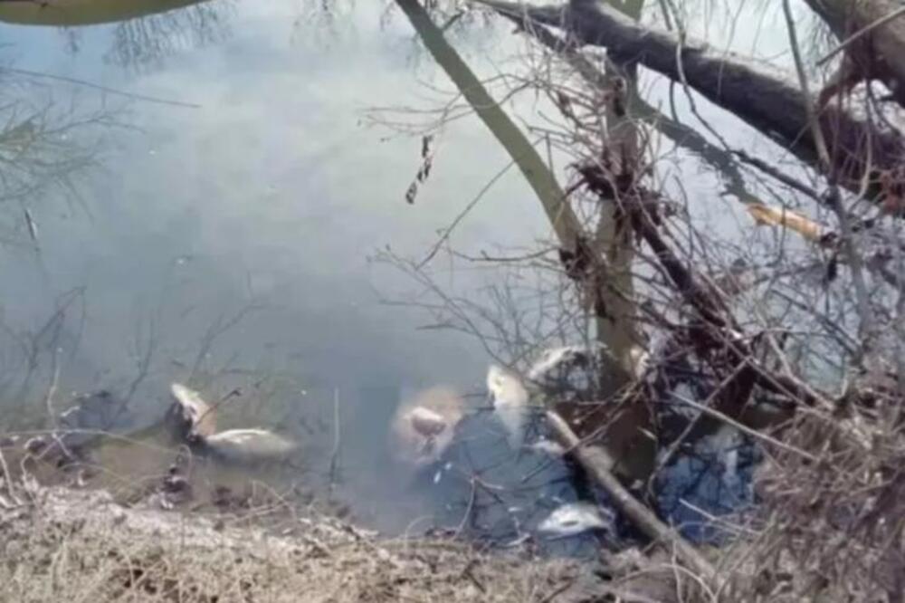 HOROR NA ZAPADNOJ MORAVI Isplivali džinovski somovi: Teški su 20 kila! (FOTO)