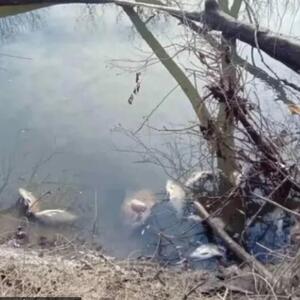 HOROR NA ZAPADNOJ MORAVI Isplivali džinovski somovi: Teški su 20 kila! (FOTO)