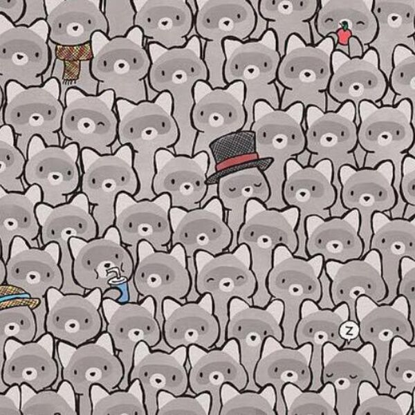 Ova optička iluzija od 5 sekundi zaludela je internet: Samo pravi genijalci mogu da nađu mačku među rakunima!