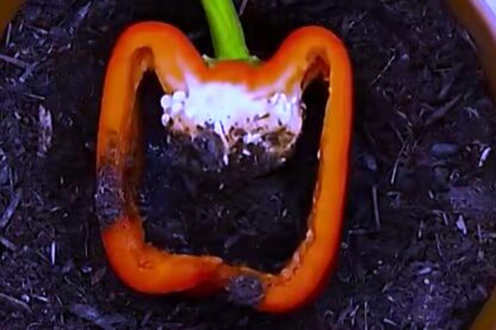 NAPUNILA JE PAPRIKU ZEMLJOM, MISLILI SU DA NIJE PRI SEBI: Ono što se desio na kraju OBORIĆE vas sa nogu (VIDEO)