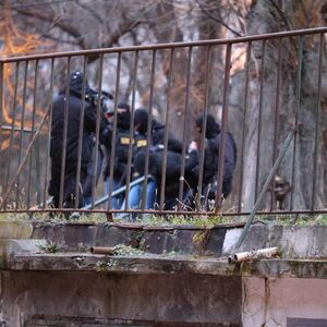 Pali pedofili u akciji "Armagedon": Širom Srbije hapšenja zbog deljenja snimaka dece, MUP apeluje na roditeljime!