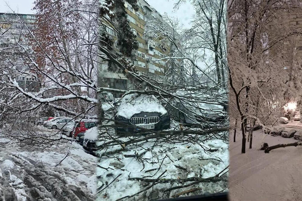 SNEG NAPRAVIO OGROMNU ŠTETU STANARIMA KOD FONTANE: Grane se obrušile na parkirana vozila, OVO JE STRAŠNO! (FOTO)