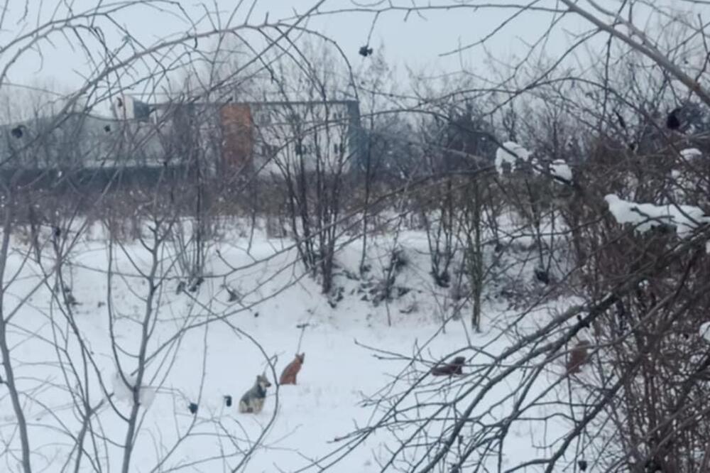 U OVOM GRADU U SRBIJI PSI LUTALICE NAPRAVILE PRAVI POKOLJ: Porodica doživela neviđeni šok, da se NAJEŽIŠ!