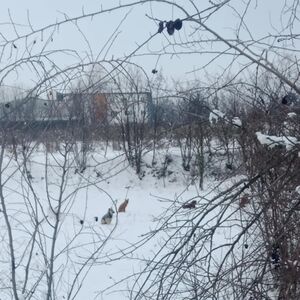 U OVOM GRADU U SRBIJI PSI LUTALICE NAPRAVILE PRAVI POKOLJ: Porodica doživela neviđeni šok, da se NAJEŽIŠ!