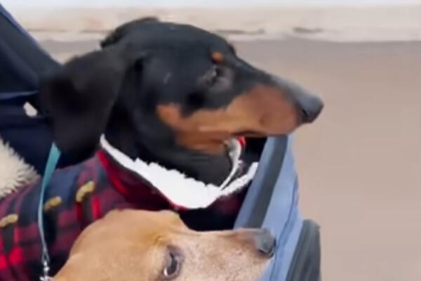 PARALIZOVANA KUCA GLAVNA TEMA! Iako ne može da hoda, on &bdquo;trči&ldquo; iz ljubavi: Video koji je rasplakao hiljade Srba