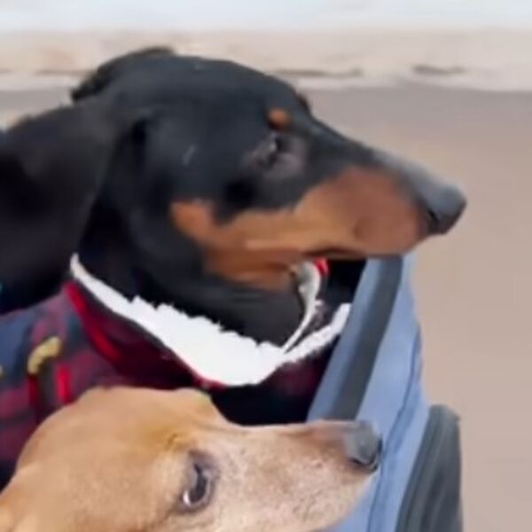 PARALIZOVANA KUCA GLAVNA TEMA! Iako ne može da hoda, on &bdquo;trči&ldquo; iz ljubavi: Video koji je rasplakao hiljade Srba