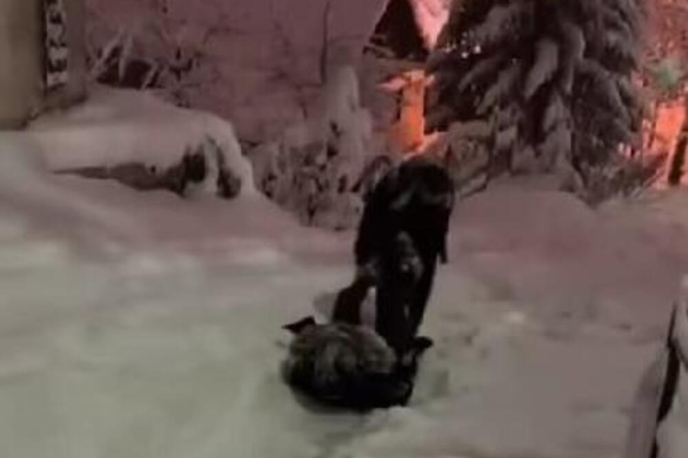 KAKO BOSANAC SPUŠTA TRUDNICU NIZ ZAVEJANO BRDO? Snimak iz Sarajeva nasmejao region - PAROLA, SNAĐI SE! (VIDEO)