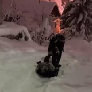 KAKO BOSANAC SPUŠTA TRUDNICU NIZ ZAVEJANO BRDO? Snimak iz Sarajeva nasmejao region - PAROLA, SNAĐI SE! (VIDEO)