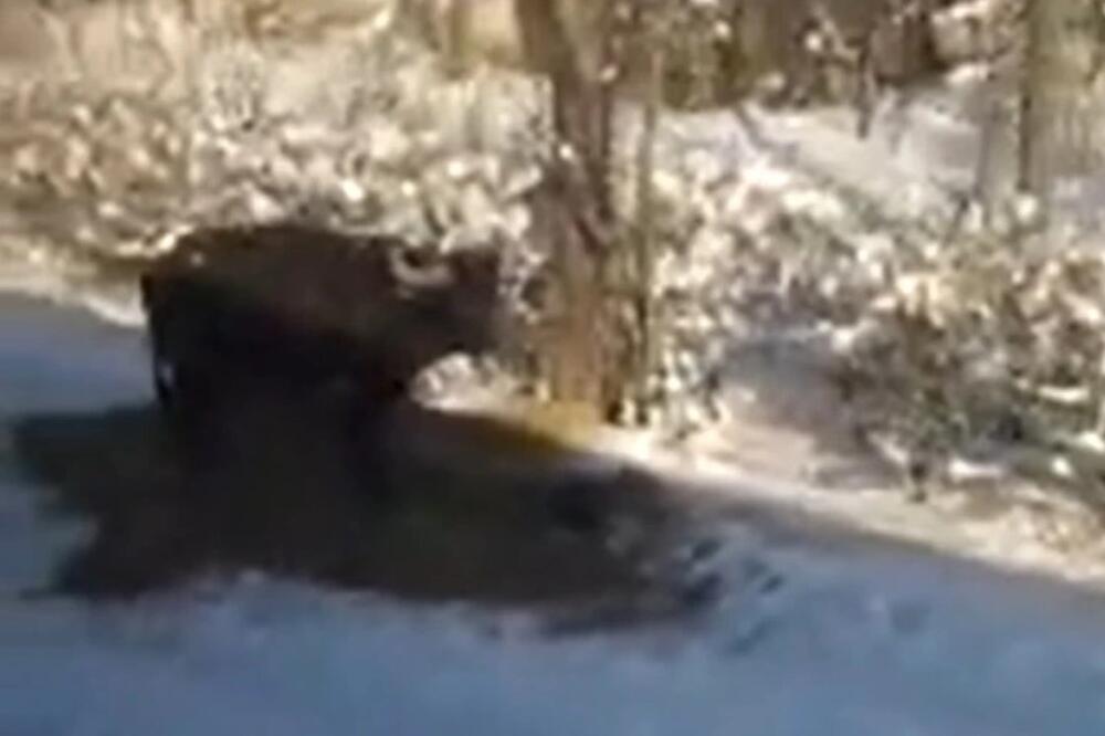 NEVIĐENA SCENA KOD RATKOVA: Voz pregazio bivola, a onda... "Ovo je pravo čudo"