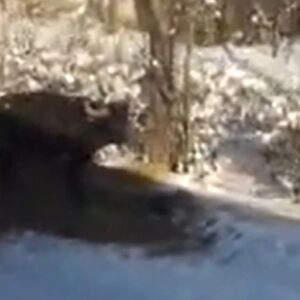 NEVIĐENA SCENA KOD RATKOVA: Voz pregazio bivola, a onda... "Ovo je pravo čudo"