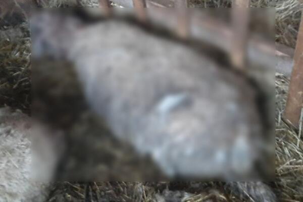 KRVOPROLIĆE KOD SUBOTICE: Psi zaklali ovce na imanju Slobodana iz Ljutova, komšije u strahu od zveri!