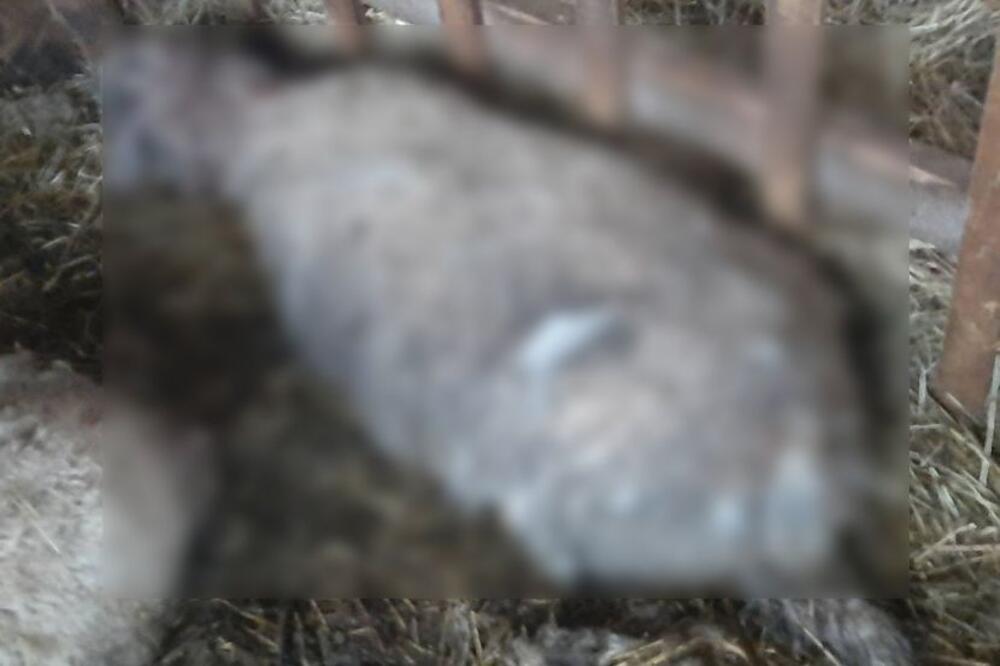 KRVOPROLIĆE KOD SUBOTICE: Psi zaklali ovce na imanju Slobodana iz Ljutova, komšije u strahu od zveri!