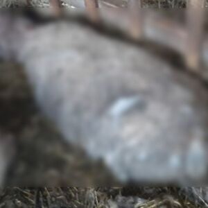 KRVOPROLIĆE KOD SUBOTICE: Psi zaklali ovce na imanju Slobodana iz Ljutova, komšije u strahu od zveri!