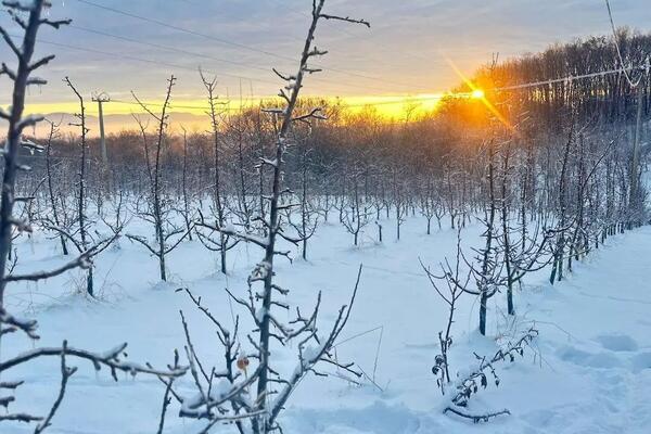 NESVAKIDAŠNJA ŽIVOTINJA USNIMLJENA U KRAGUJEVCU: Trčala usred grada, narod u stanju neverice! (VIDEO)
