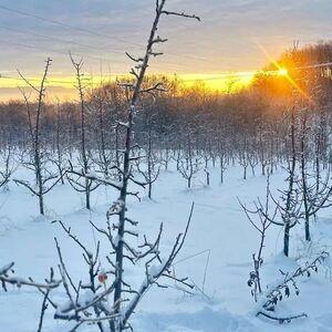 NESVAKDIAŠNJA ŽIVOTINJA USNIMLJENA U KRAGUJEVCU: Trčala usred grada, ljudi u stanju neverice! (VIDEO)