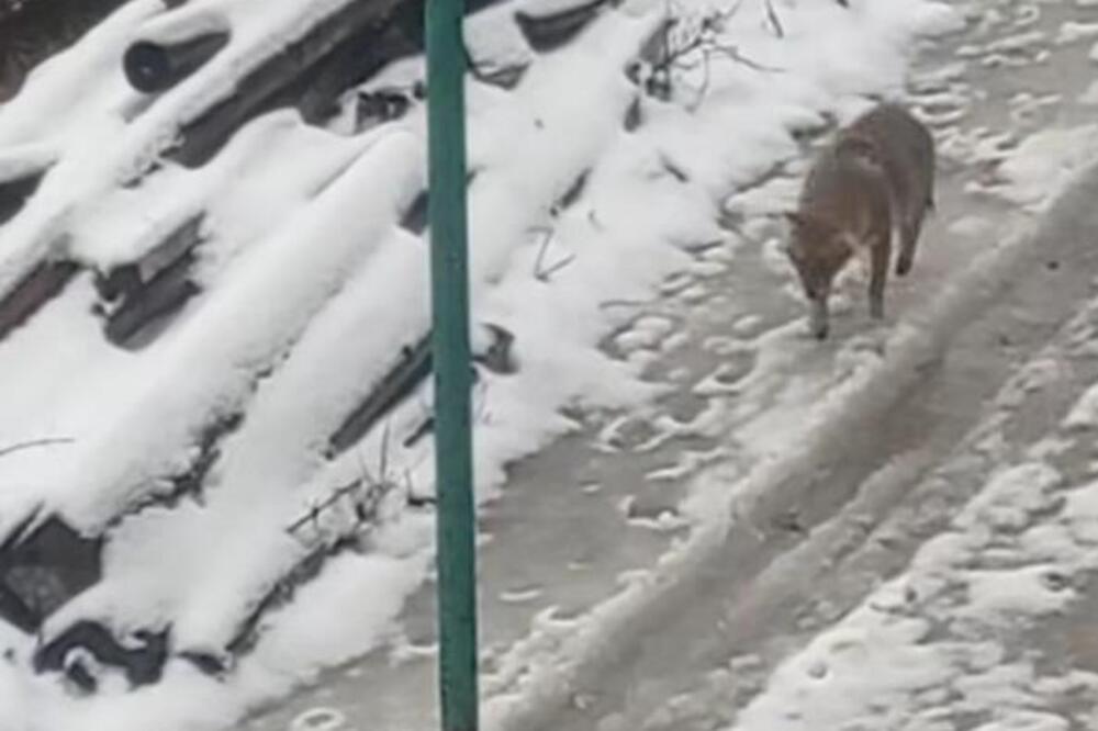 DIVLJA ZVER LUTA SRPSKIM SELOM! Zastrašujući snimak uplašio narod - pogledajte samo ovo, ŠTO LI JE DOŠAO?