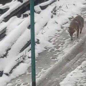 DIVLJA ZVER LUTA ULICAMA: Zastrašujući snimak iz sela u Srbiji: "Glad ga naterala da dođe" (VIDEO)