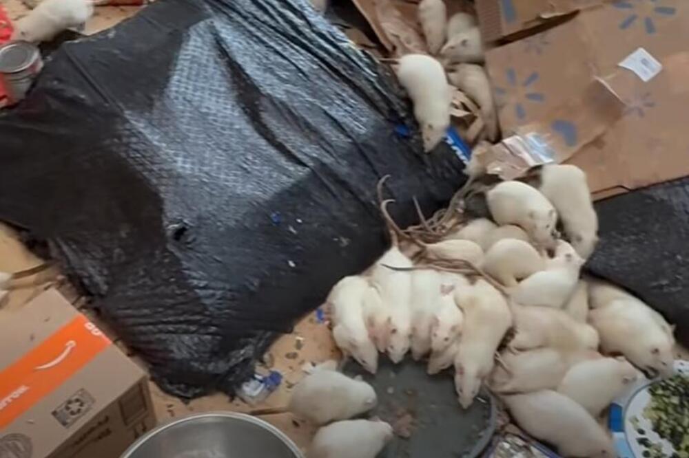 Kad su mu ušli u kuću, momentalno im se slošilo! OVAKO IZGLEDA NAJGORA NOĆNA MORA, bilo ih je na stotine! (VIDEO)