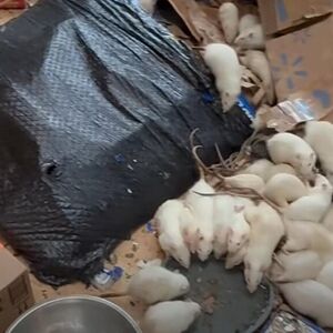 Kad su mu ušli u kuću, momentalno im se slošilo! OVAKO IZGLEDA NAJGORA NOĆNA MORA, bilo ih je na stotine! (VIDEO)