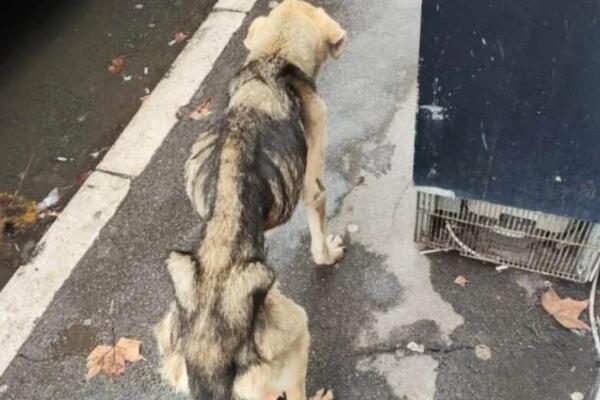 BEOGRAĐANI, POTREBNA JE POMOĆ! Pas KOSTUR iz Železnika svakim danom sve više kopni - poslednje informacije su ALARM