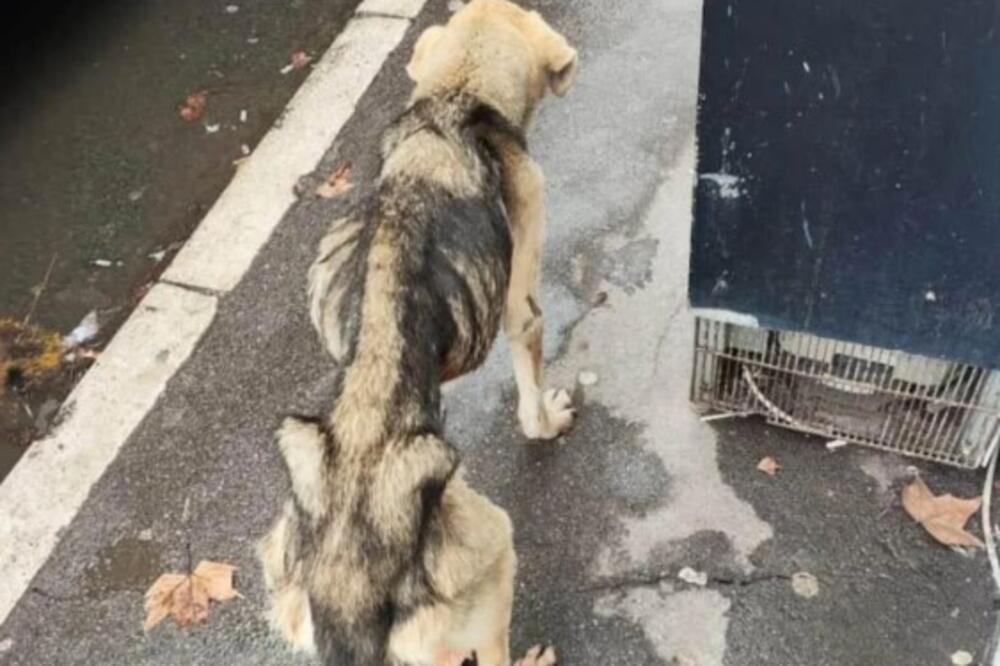 BEOGRAĐANI, POTREBNA JE POMOĆ! Pas KOSTUR iz Železnika svakim danom sve više kopni - poslednje informacije su ALARM