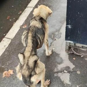 BEOGRAĐANI, POTREBNA JE POMOĆ! Pas KOSTUR iz Železnika svakim danom sve više kopni - poslednje informacije su ALARM