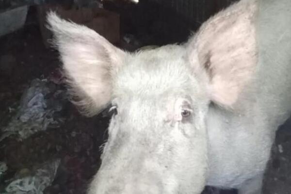 KRMAČA BELA OD 200 KILA UKRADENA U GROCKOJ, VLASNICI NUDE NAGRADU: "Nije za klanje, ona nam je kao kućni ljubimac"