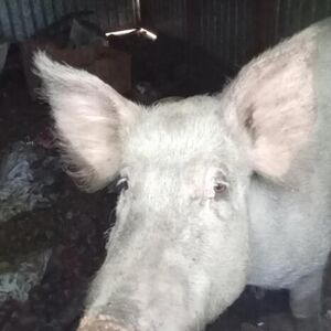 KRMAČA BELA OD 200 KILA UKRADENA U GROCKOJ, VLASNICI NUDE NAGRADU: "Nije za klanje, ona nam je kao kućni ljubimac"