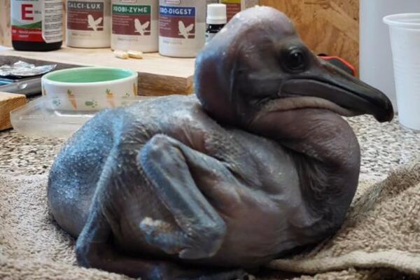 NOVA BEBA PELIKANA STIGLA U BEO ZOO VRT: Već je stekla simpatije posetioca (VIDEO)