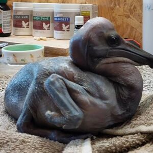 NOVA BEBA PELIKANA STIGLA U BEO ZOO VRT: Već je stekla simpatije posetioca (VIDEO)