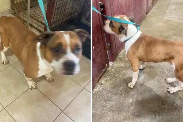 Odbacio starog psa zbog novog ljubimca! Danima tugovao za vlasnikom, prestao da jede a onda usledile najcrnje vesti