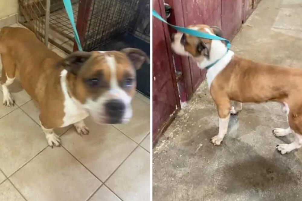 Odbacio starog psa zbog novog ljubimca! Danima tugovao za vlasnikom, prestao da jede a onda usledile najcrnje vesti