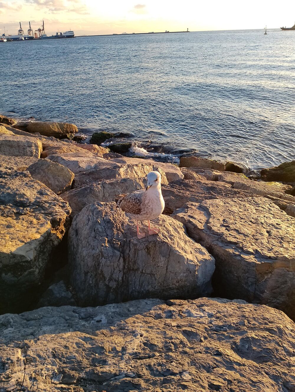 Galeb na steni u azijskom delu Istanbula