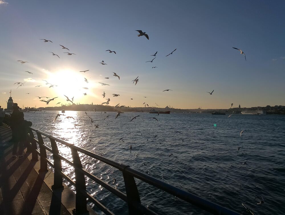 Jato galebova u luci u Istanbulu